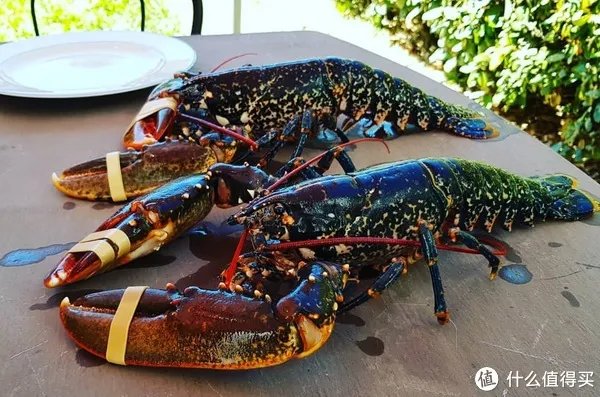龙虾怎么做好吃