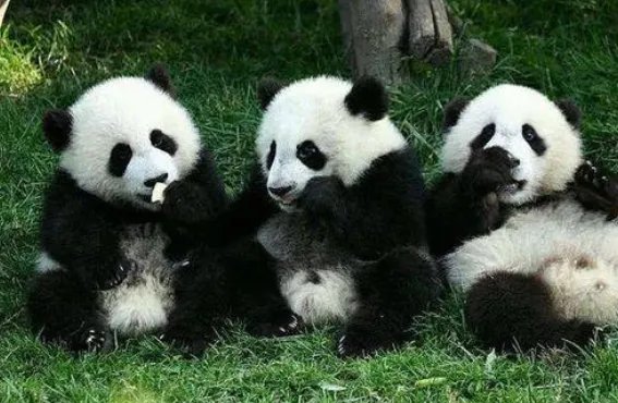 关于全球唯一白色大熊猫长大变金白色一事，你有何看法？