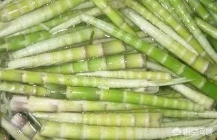 苦竹笋有什么功效？