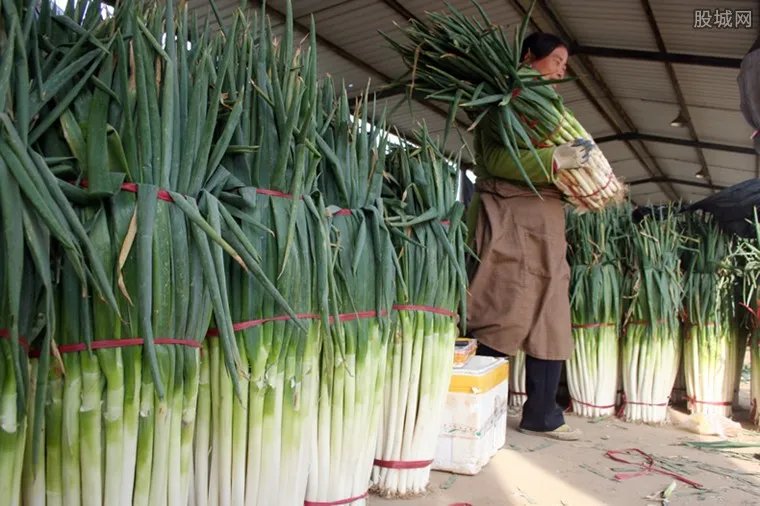 山东大葱价格腰斩 大葱价格一斤四毛钱左右