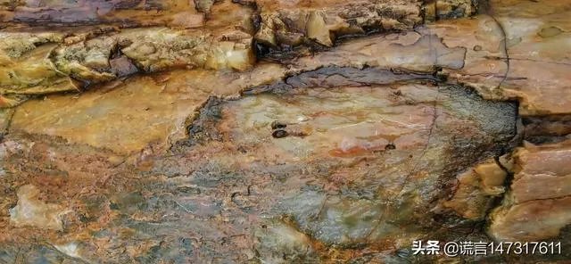 真正的树化石价格