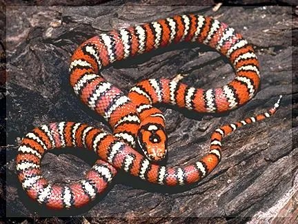 山王蛇有没有毒