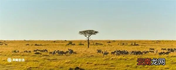 人称平头哥的动物是什么 人称平头哥的动物是什么动物