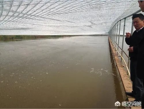 大棚养虾可靠吗？