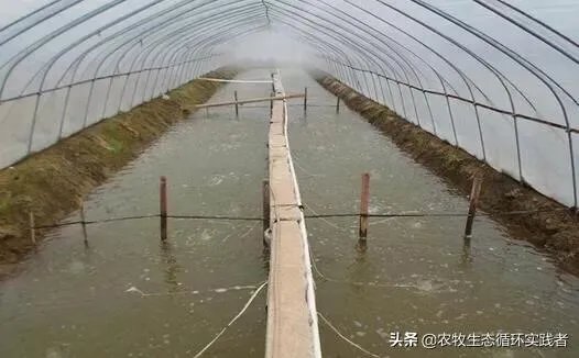 大棚养虾可靠吗？