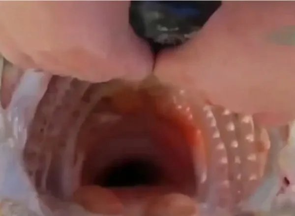 亚马逊鲇鱼怎么做