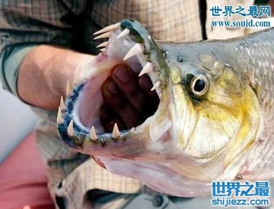世界上最凶猛的鱼类，巨型水虎鱼(食人鱼) 