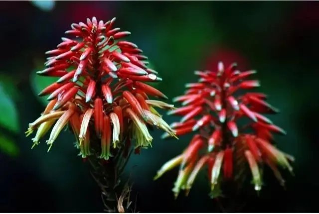 【绿植】开花露峥嵘（上）