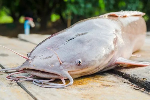鲶鱼的营养价值及功效