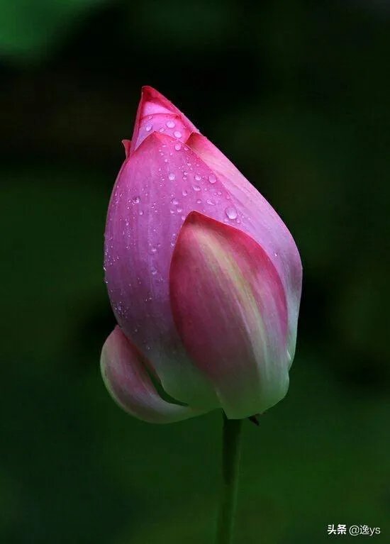 谁是世界上最漂亮的人？