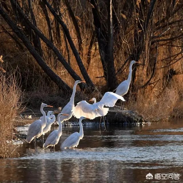 佳能100-400镜头适合拍什么?