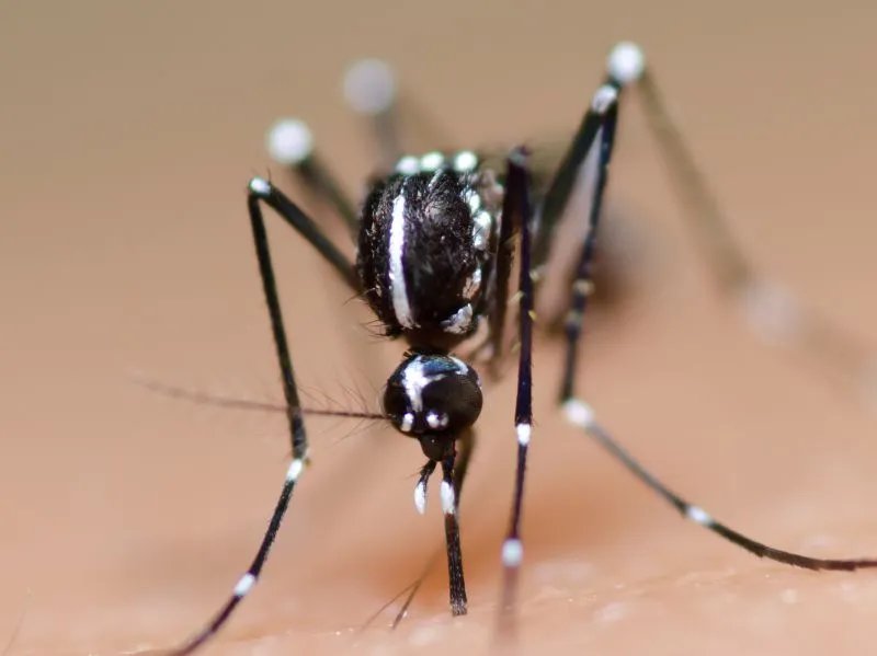 特别招蚊子是什么原因