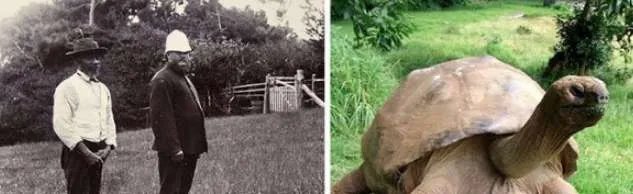 世界上寿命最长的乌龟，加拉帕戈斯象龟