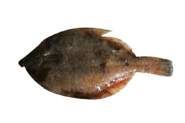 石浆鱼是什么鱼？