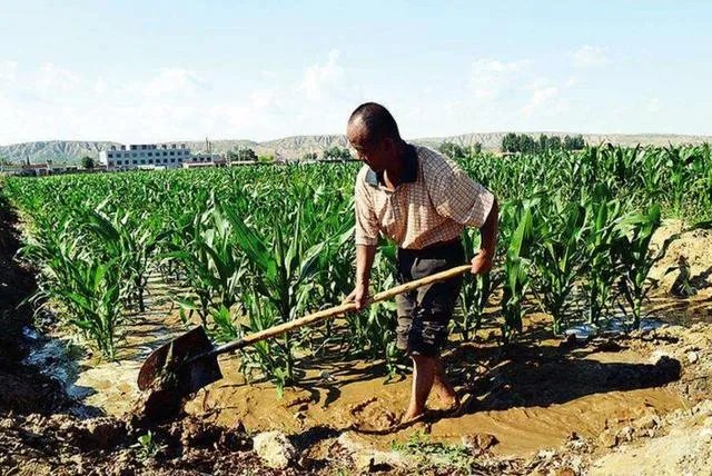 美国禁用草甘膦，大家怎么看待这个事情？