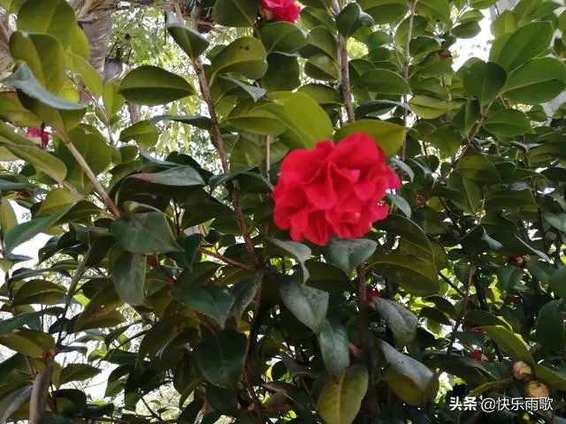 母亲用身体缓解儿子高考压力