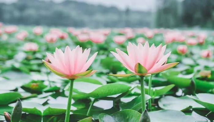 出淤泥而不染下一句 出淤泥而不染的下一句