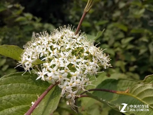 商务机也重颜值 金立S6 Pro美摄评测