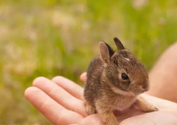宠物兔子有哪些 三种最常见的宠物兔子品种