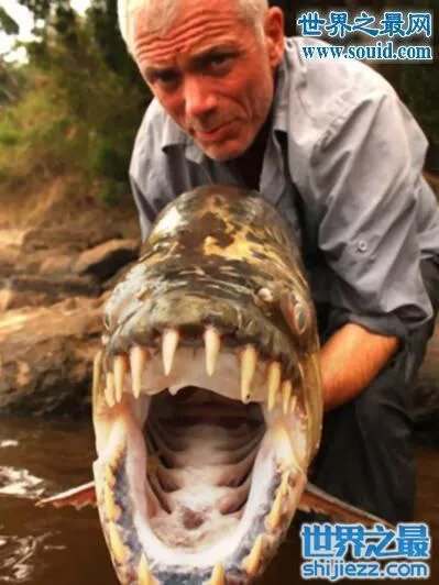 世界上最凶猛的鱼类，巨型水虎鱼(食人鱼) 