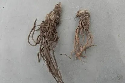 毛大丁草药图片