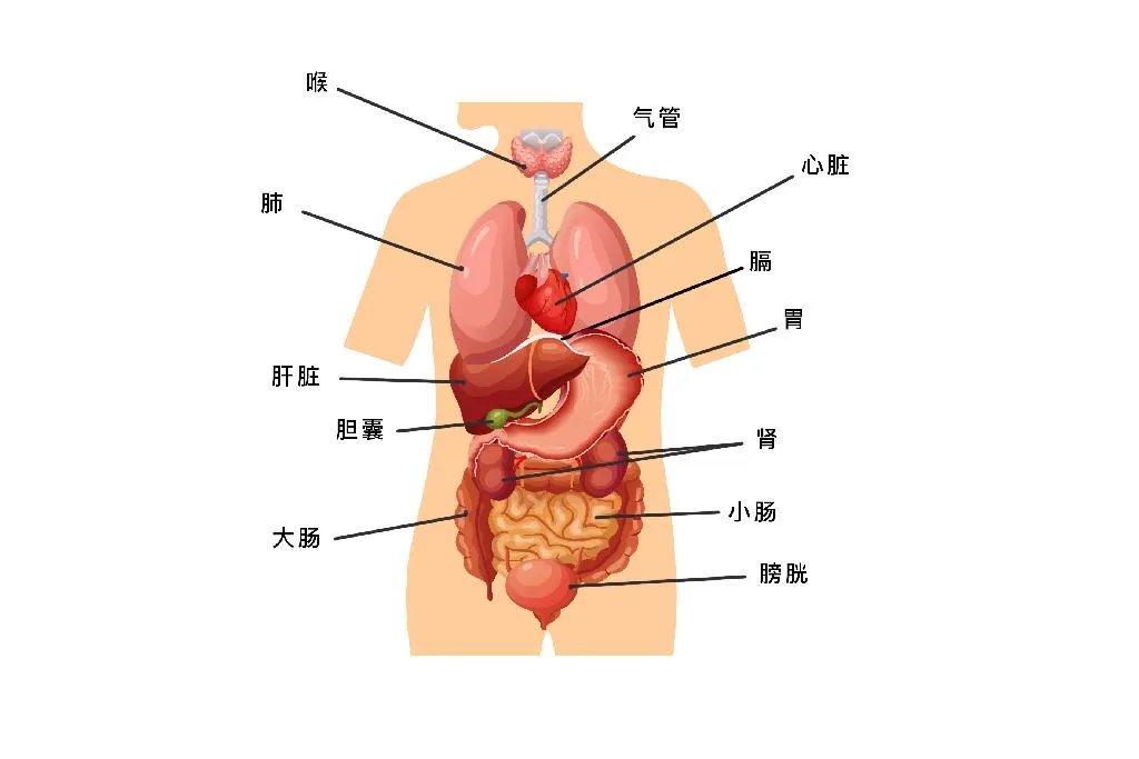 人体五脏六腑器官分布图