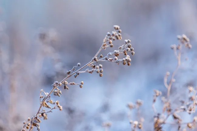 冬至是什么时候 冬至的日期是怎么定的
