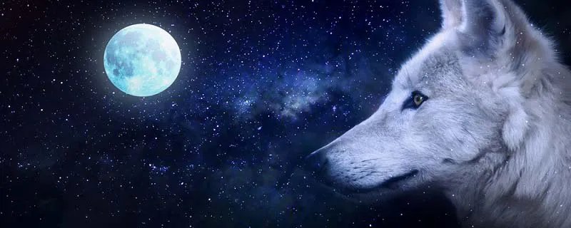 狼的习性 狼的习性有哪些