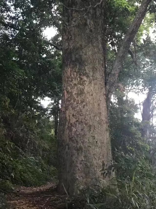 福建7地入选“中国森林氧吧”,分别是哪7个?