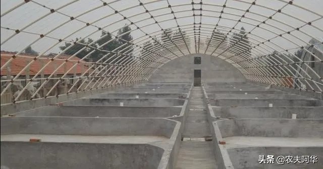 大棚养虾可靠吗？