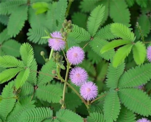 含羞草为什么会合拢 含羞草有毒吗