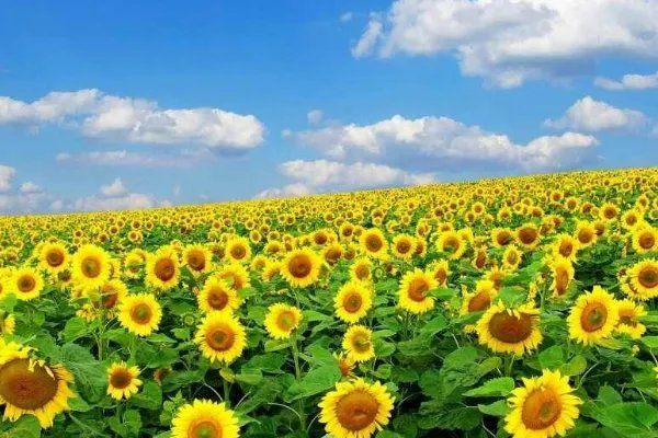 太阳花花语是什么 太阳花有什么寓意