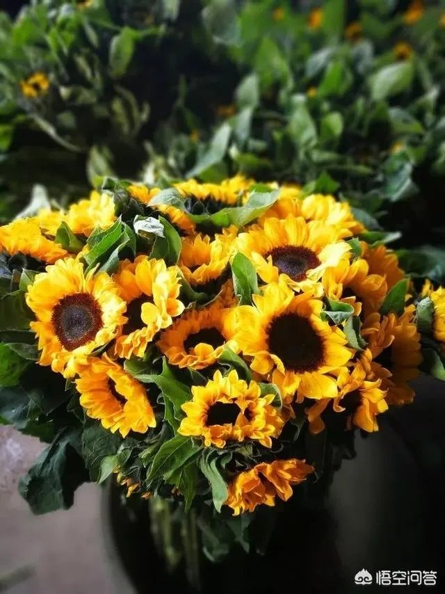 云南有哪些大的鲜花市场?