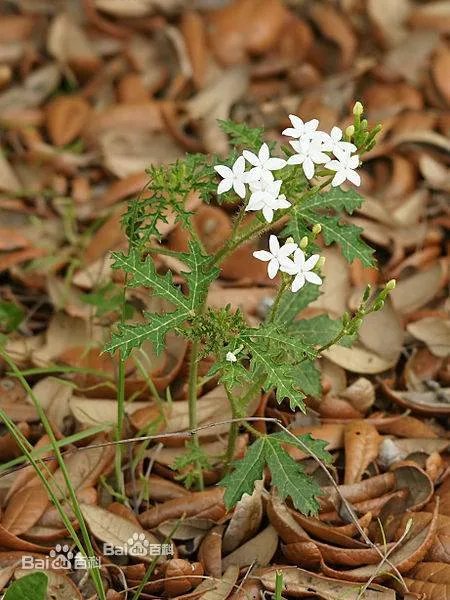坏女人花的介绍