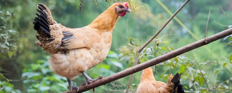 六畜是什么 六畜是什么时候出现的