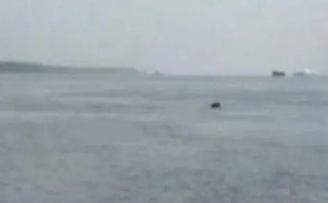 功能性灭绝的白鱀豚重现长江是真的吗？