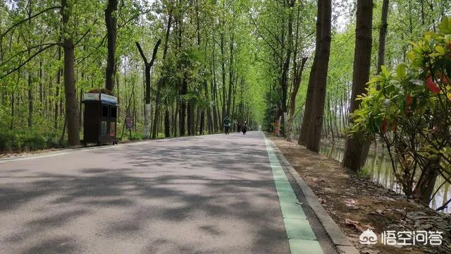 合肥滨湖国家湿地森林公园，好不好玩呢？