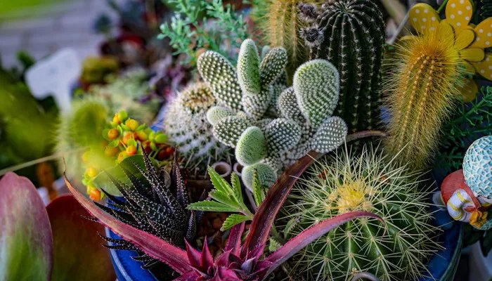 仙人球多久浇一次水 仙人球多久浇一次水比较好