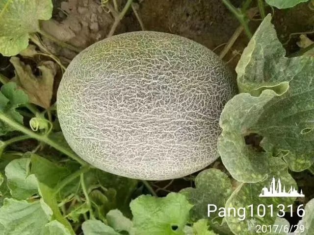 哈密瓜适合中国什么地方种植