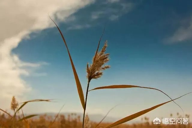 什么是天生骄傲？