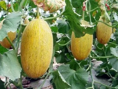 哈密瓜适合中国什么地方种植