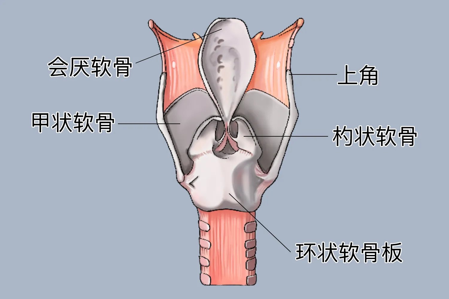喉骨在哪个部位图片