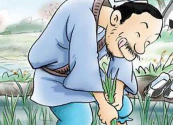 拔苗助长告诉了我们一个什么道理？