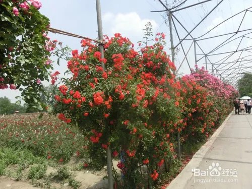 成都郫县玫瑰谷