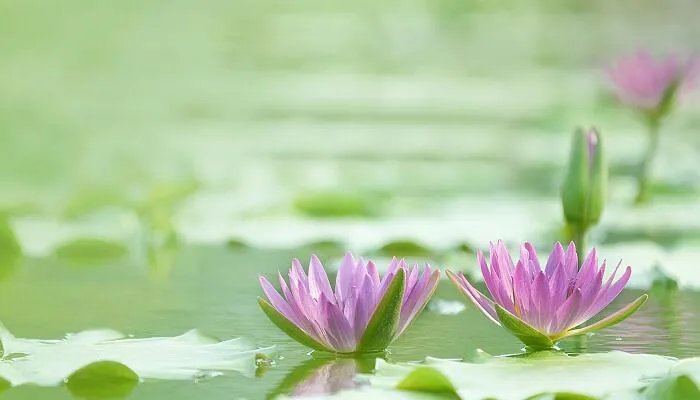 出淤泥而不染下一句 出淤泥而不染的下一句