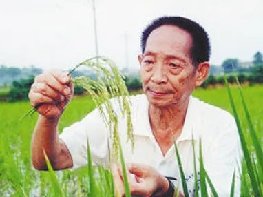 2米高“巨型稻”在重庆拾万镇迎来丰收，“巨型稻”是谁培育的？