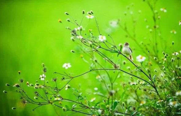 描写春天的古诗25首