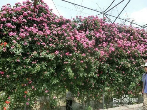 成都郫县玫瑰谷