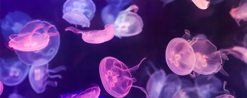 灯塔水母的寿命 灯塔水母的寿命有多长