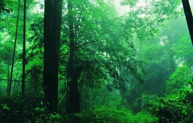 福建7地入选“中国森林氧吧”，分别是哪7个？